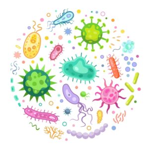 Le Microbiote Intestinal